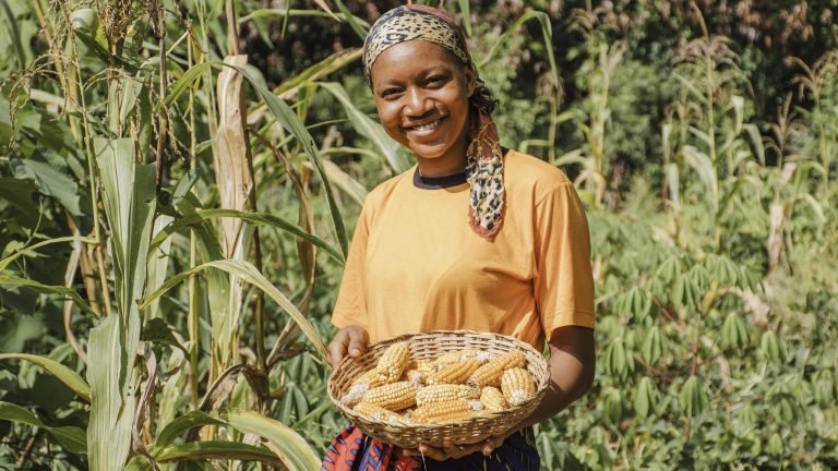 Agricultrice souriante portant un panier d'épis de maïs dans un champ de maïs